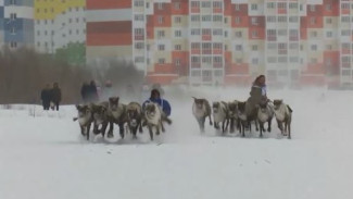 День оленевода каслает по Ямалу: как отметили главный праздник северян в Надыме