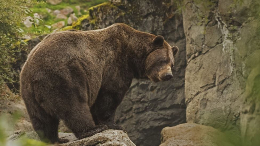 На Ямале мужчина незаконно убил медведя и снял с него шкуру 