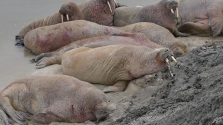 Московские ученые организовали шпионскую слежку за моржами на Ямале