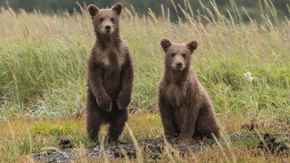 В ЯНАО стартует охота на бурого медведя: сколько косолапых разрешено добыть в 2021