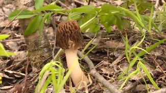 Тихая охота: жители Сыктывкара открыли грибной сезон