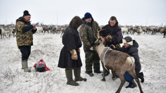 На Ямале завершился первый этап генетических исследований северного оленя