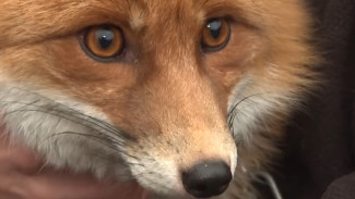 В Мурманске спасли лисёнка и превратили в любимицу семьи