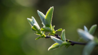 «Зеленая Весна – 2026» придёт на Ямал 18 мая