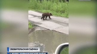 Медвежонок прогуливается рядом с селом Мужи: видео