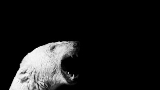 В Ямальском районе белый медведь напал на трех человек