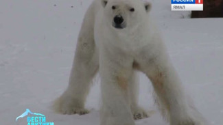 В пензенском зоопарке началось строительство вольера для белого медведя, найденного на Ямале