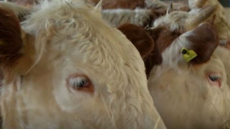 Английские коровы иммигрировали в урбанистическую деревню на Ямал