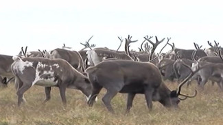 На Ямале стартовала кампания по заготовке мяса оленя