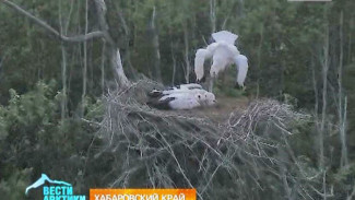 Кстати, о птичках: в Хабаровском крае появились на свет первые птенцы «краснокнижного» дальневосточного аиста