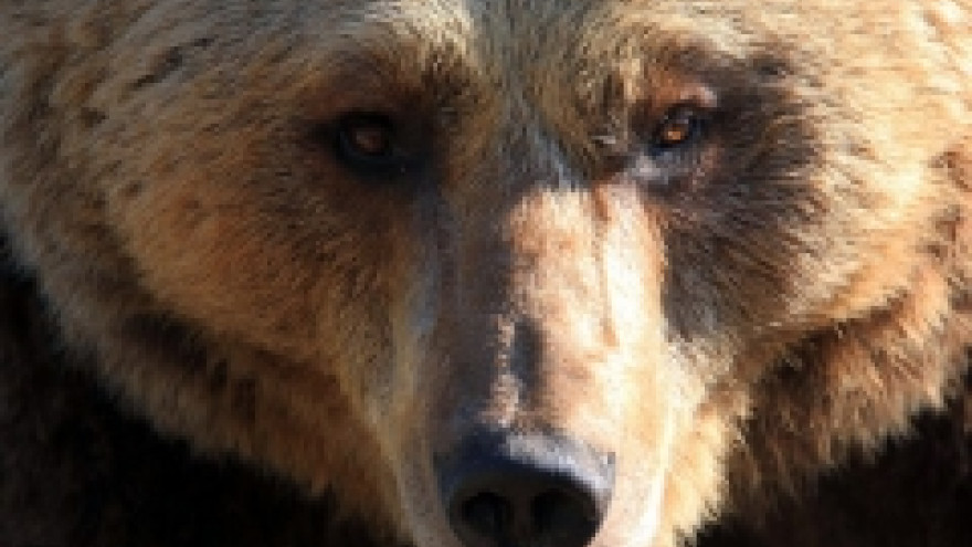 На Ямале произошел второй случай нападения медведя на человека