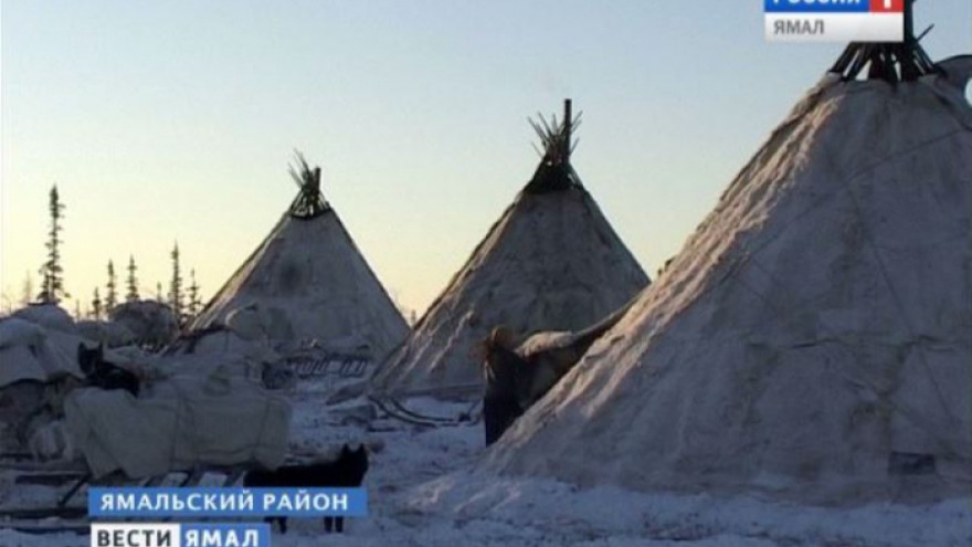 На стойбище в Ямальском районе убили тундровика