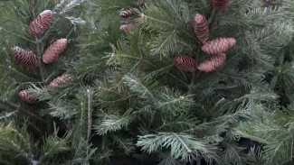 Ёлочный базар: тюменцы выбирают главную красавицу праздника