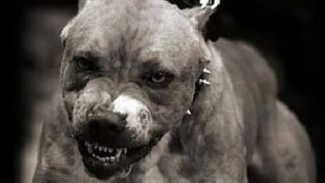 На Ямале рецидивист спустил на полицейского пса бойцовской породы (ВИДЕО)