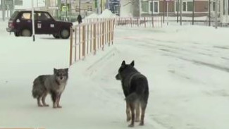 В Тазовском участились жалобы на бездомных собак