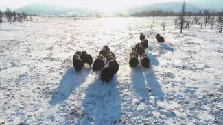 Беби-бум: на Ямале родились больше 20 овцебыков