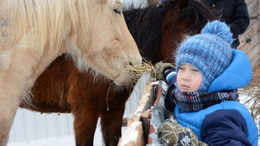 Ямальский селекционер пытается сохранить приобскую породу пушистых коней