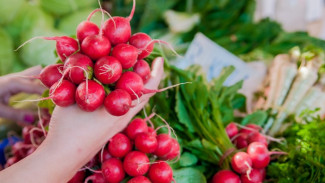 Посеял – и через месяц собираю ведро: как быстро вырастить крупную редиску
