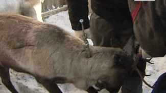 В Тазовском районе продолжается вакцинация оленей