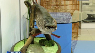 На одной из предстоящих выставок в музее Шемановского будут живые рыбы