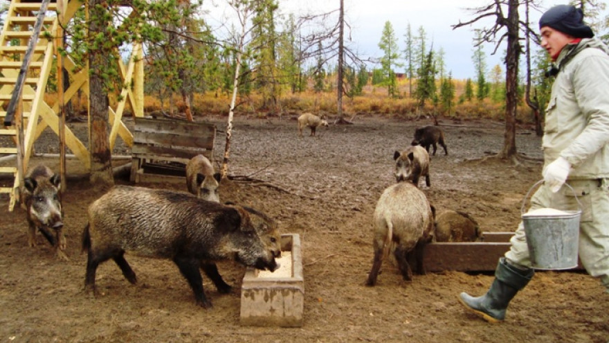 Верхне-Полуйский заказник: свинюшки-кабанюшки, овечки и прочая милота в фотоподборке Евгении Любимской