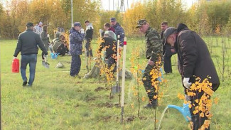 «Дерево Сталинграда»: в салехардском Парке Победы высадили более 100 березок