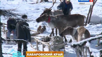 Оленеводство за пределами Ямала. Экскурсия в жизнь стойбища в Хабаровском крае