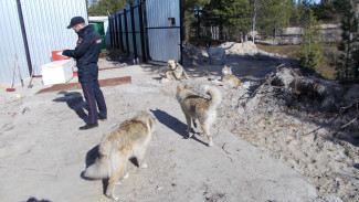 Неизвестные в Надыме выпустили на свободу собак, находящихся на передержке
