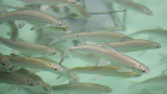 Ученые: есть надежда на восстановление запасов сиговых рыб в ямальских реках