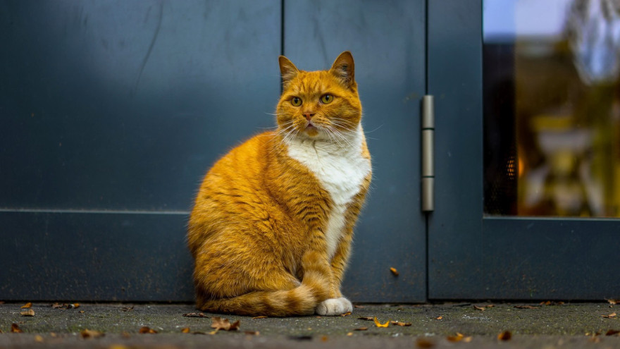 Чужая кошка пришла в ваш дом: приметы и суеверия