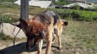 В Тазовском собака 2 недели была прикована к кресту: история спасения животного, брошенного людьми