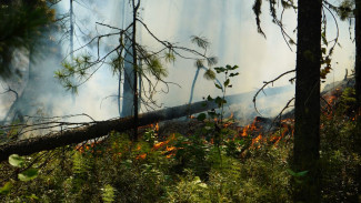 На Ямале природные пожары тушат 194 специалиста 