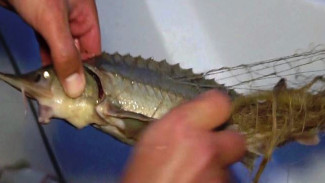 Тонны рыбы вне закона и миллионные штрафы: рейд по ямальским рекам