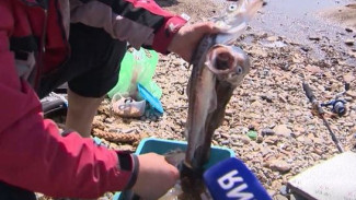 Во Владивостоке наступил сезон летней рыбалки. Камбала и минтай пришли на нерест в Уссурийский залив