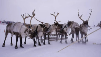 Олени в деле, чумы на месте: Салехард встретил главный праздник Севера