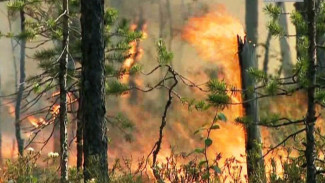 Специалисты управления лесных отношений против сжигания сухой травы. Каковы аргументы?