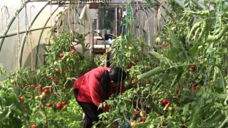 Уход как за детьми: жительница Ямала выращивает на своем огороде овощи, бобовые и даже ягоды