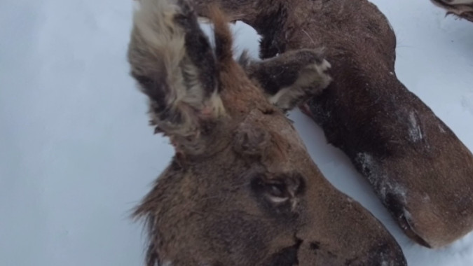 Браконьер из Приуралья ответит перед законом за нелегальную охоту на лосей