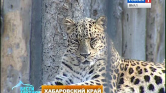 Дальневосточный леопард Эльфа приехала в Хабаровск к перспективному жениху Даниле