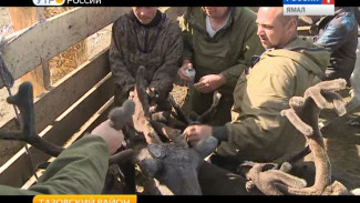 В Тазовском районе продолжается плановая вакцинация оленей