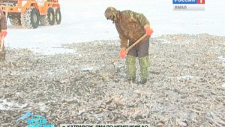 Особенности зимней рыбодобычи на Ямале. О чём молчит северная рыбка?