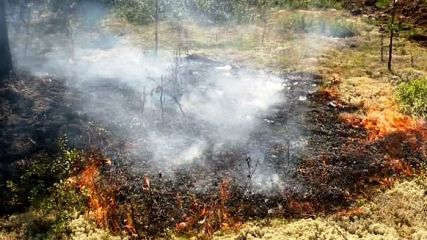 В Пуровском районе действуют два лесных пожара