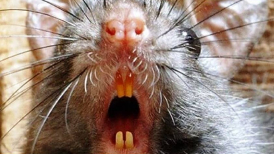 Медики впервые выявили у человека крысиный вирус гепатита
