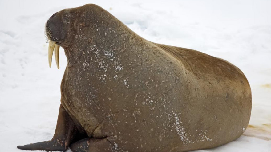 Не аномалия, а норма: в тихоокеанской Арктике впервые за 20 лет моржи и медведи вернулись на льды