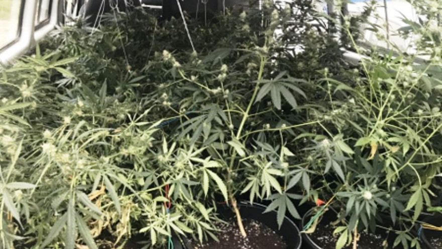 В Губкинском полиция обнаружила на дачном участке 29 кустов наркосодержащих растений. ФОТО