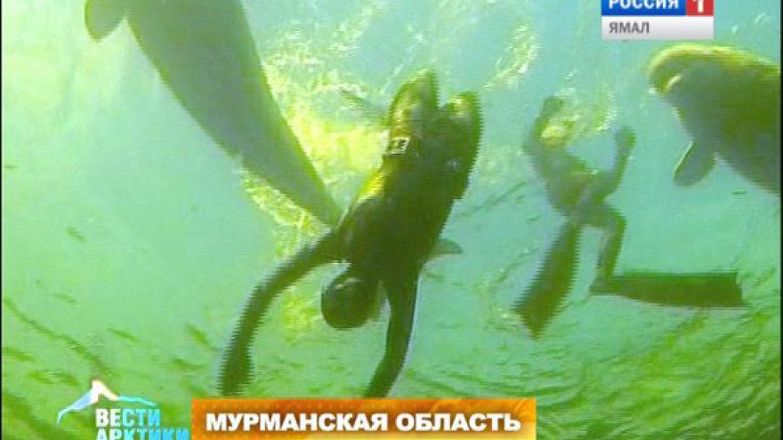 Новый Год на глубине: подводная елка, угощения и игры с дельфинами