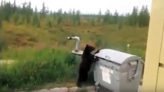 В Пуровском районе голодные медвежата промышляют в мусорном баке (ВИДЕО)