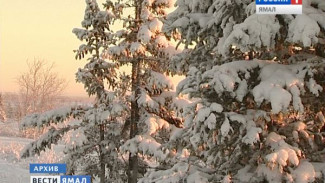 Ямальские елки пережили новогодние праздники