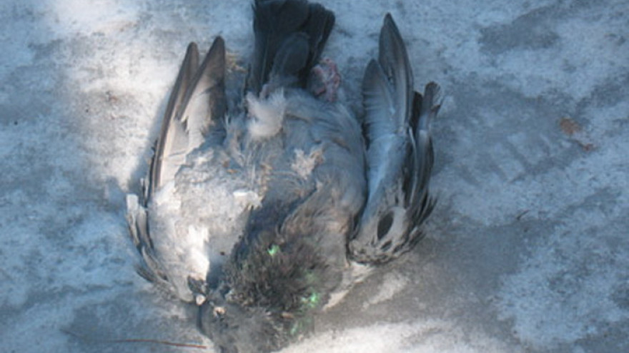 Почему в Надыме массово гибнут голуби? Горожане встревожены