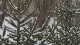 Защита от морозов: деревья и кустарники окружной столицы готовят к зиме 